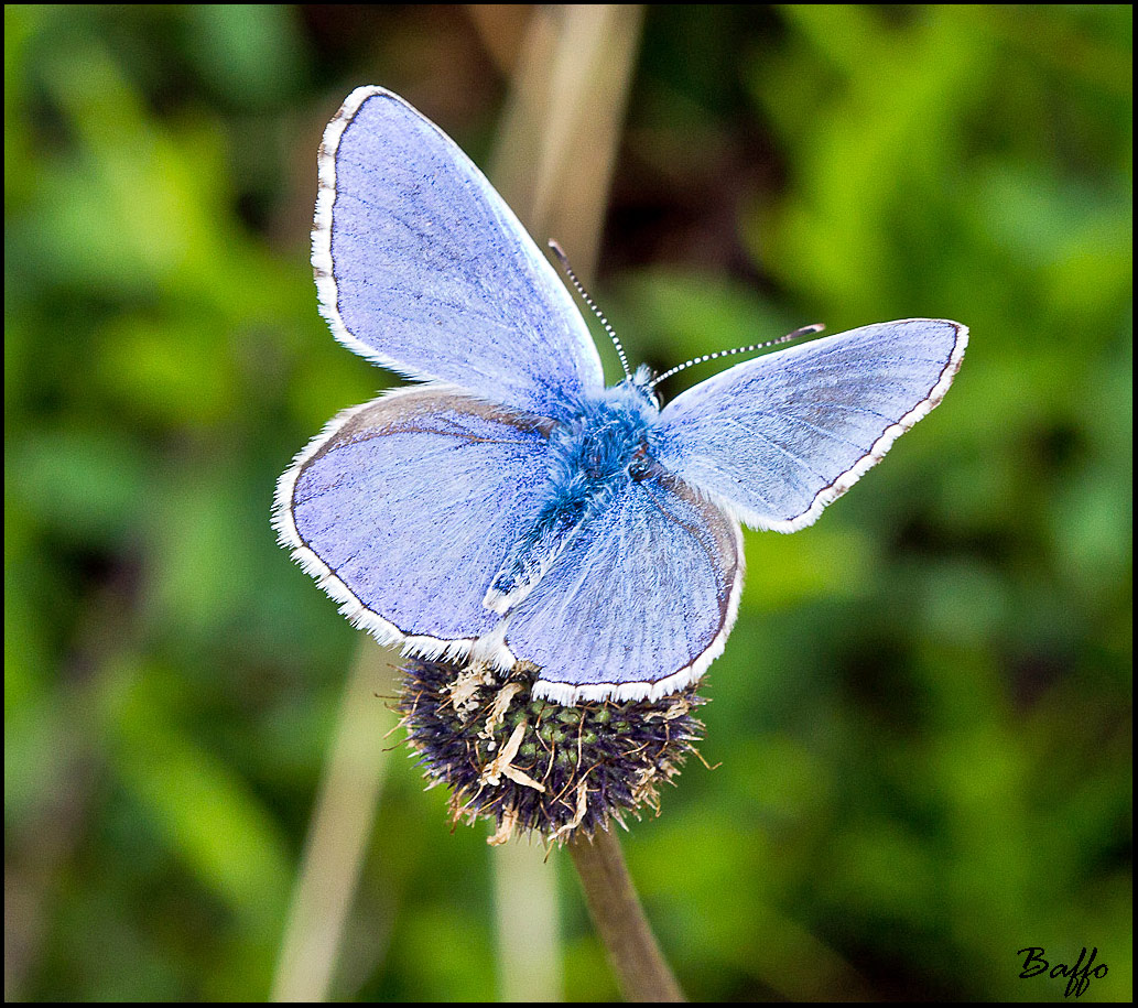 Lycaena bellargus?